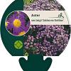 Aster n.-b. 'Schöne von Dietlikon' Pot 9 cm