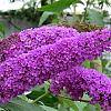 Buddleja d. 'Border Beauty' Pot 10 liter