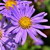 Aster thomsonii Pot 9 cm