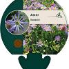 Aster thomsonii Pot 9 cm
