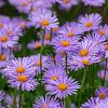 Aster tongolensis 'Napsbury' Pot 9 cm
