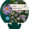 Aster tongolensis 'Napsbury' Pot 9 cm