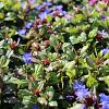 Ceratostigma willmottianum Pot 9 cm