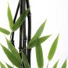 Fargesia nitida 'Black Pearl' Pot 5 Liter 80 - 100 cm
