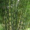 Fargesia robusta 'Campbell' Pot 5 Liter 80 - 100 cm