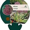 Allium christophii Pot 9 cm