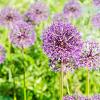 Allium christophii Pot 9 cm