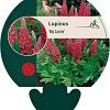 Lupinus 'My Castle' Pot 9 cm