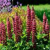 Lupinus 'My Castle' Pot 9 cm