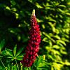 Lupinus 'The Pages' Pot 9 cm