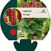 Lupinus 'The Pages' Pot 9 cm