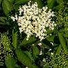 Sambucus nigra Pot 10 liter 80 - 100 cm
