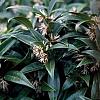 Sarcococca humilis Winter Gem Pot 2,5 Liter 30 - 40 cm