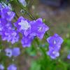 Campanula persicifolia Pot 9 cm