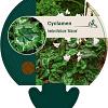 Cyclamen hederif. 'Album' Pot 9 cm