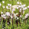 Cyclamen hederif. 'Album' Pot 9 cm