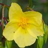 Helianthemum 'Wisley Primrose' Pot 9 cm