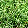Carex morrowii 'Vanilla Ice' Pot 9 cm