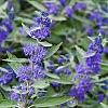 Caryopteris cland. Sterling Silver Pot 2 Liter