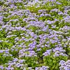 Ceanothus 'Concha' Pot 2 Liter