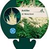 Astilbe (A) 'Weisse Gloria' Pot 9 cm