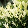 Euonymus jap. Paloma Blanca Pot 3 Liter 