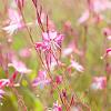 Gaura l. 'Siskiyou Pink' Pot 2 Liter