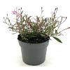 Gaura l. 'Siskiyou Pink' Pot 2 Liter
