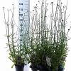 Verbena bonariensis Pot 2 Liter