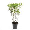 Diervilla sessilif. 'Butterfly' Pot 1,5 liter