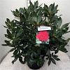 Rhododendron 'Nova Zembla' Pot 20 Liter