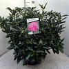 Rhododendron 'Roseum Elegans' Pot 20 Liter