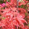 Acer pal. 'Corallinum' Pot 30 Liter 125 - 150 cm