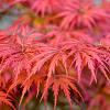 Acer pal. 'Fireglow' Pot 130 liter 200 - 250 cm Meerstammig