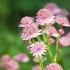Astrantia maj. 'Pink Pride' Pot 9 cm
