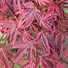Acer pal. 'Shirazz' Pot 25 Liter 125 - 150 cm