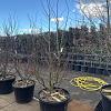 Acer pal. 'Trompenburg' Pot 150 liter 200 - 250 cm