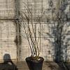 Albizia julibr. Ombrella Pot 30 Liter 125 - 150 cm