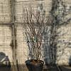 Amelanchier lamarckii Pot 30 Liter 125 - 150 cm
