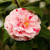 Camellia j. 'Bonomiana' Pot 7,5 Liter 
