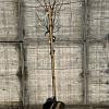Catalpa bignonioides 'Nana' Pot 20 Liter stam 150 cm
