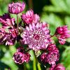 Astrantia maj. 'Ruby Cloud' Pot 9 cm