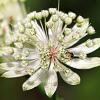 Astrantia maj. 'Snow Star' Pot 9 cm