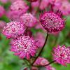 Astrantia maj. 'Star of Beauty' Pot 9 cm