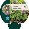 Lamium mac. 'Roseum' Pot 9 cm