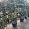 Ligustrum j. 'Texanum' Scherm 110x160 (BxH)