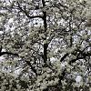 Magnolia loebneri 'Merrill' Pot 18 liter 