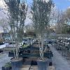 Olea europaea Pot 130 liter 250 - 300 cm Meerstammig