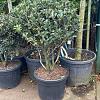 Osmanthus Aquifolium Pot 65 Liter 125 - 150 cm Meerstammig