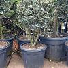 Osmanthus heterophyllus Pot 50 Liter 100 - 125 cm Meerstammig
